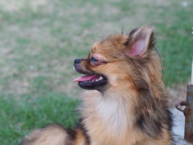 人気ランキング上位 チワワの種類 特徴と基本性格 豊富な毛色レアカラーもあるの アニゴの犬の飼い方
