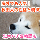 【ザギトワも夢中！？】秋田犬の性格と特徴。忠犬ハチ公物語のモデルは秋田犬？！