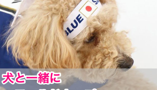 【犬用人気サッカーユニホーム】ワールドカップ日本代表を一緒に応援しよう！